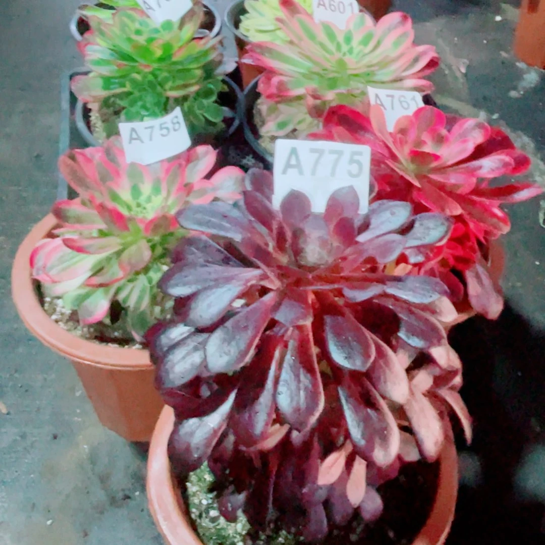 温**鱼黑桐胡775七颗福利出了