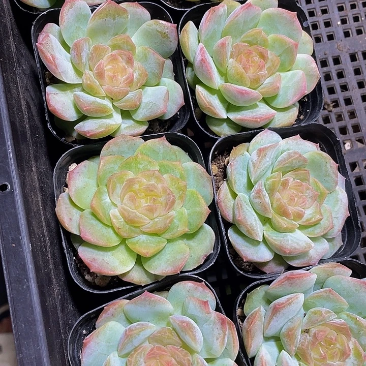 正版梦幻泡影带盆土发