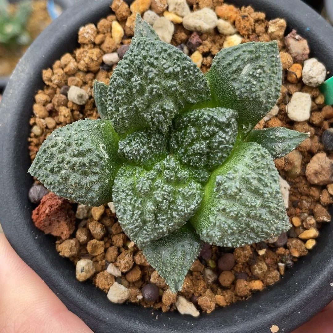 实生哥斯拉牡丹福利