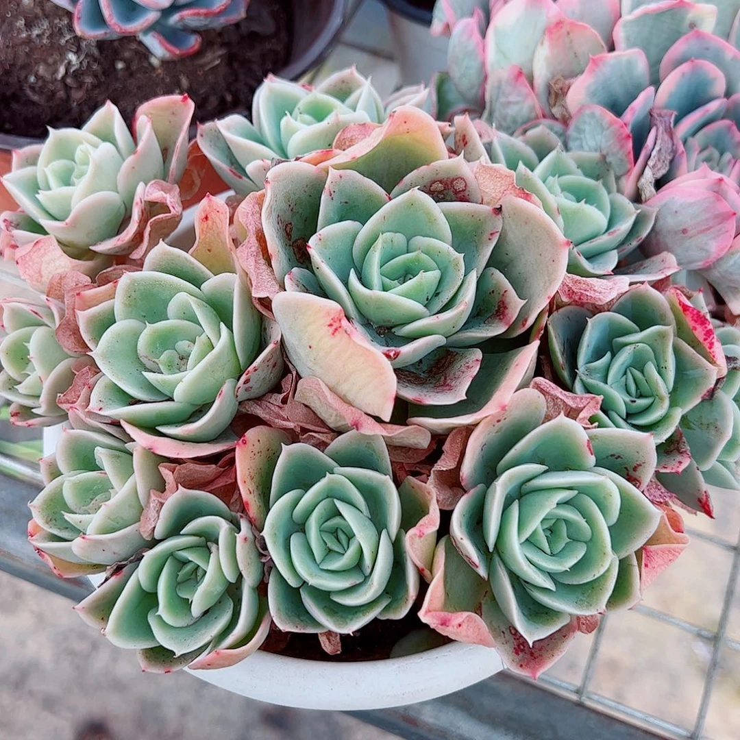 欣娜塔多头造型精品