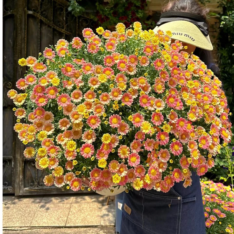 【玛格丽特2加仑】庭院阳台花卉绿植盆栽四季好养易活花量大花期长