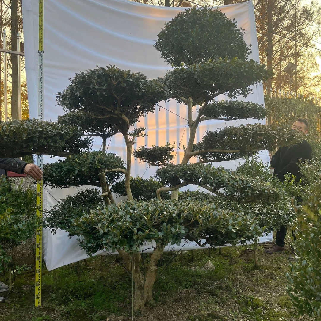 上海崇明瓜子黄杨