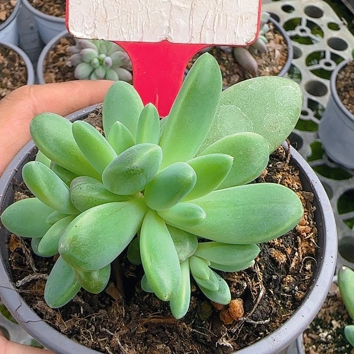 瑾****y橙色奇迹064多肉植物