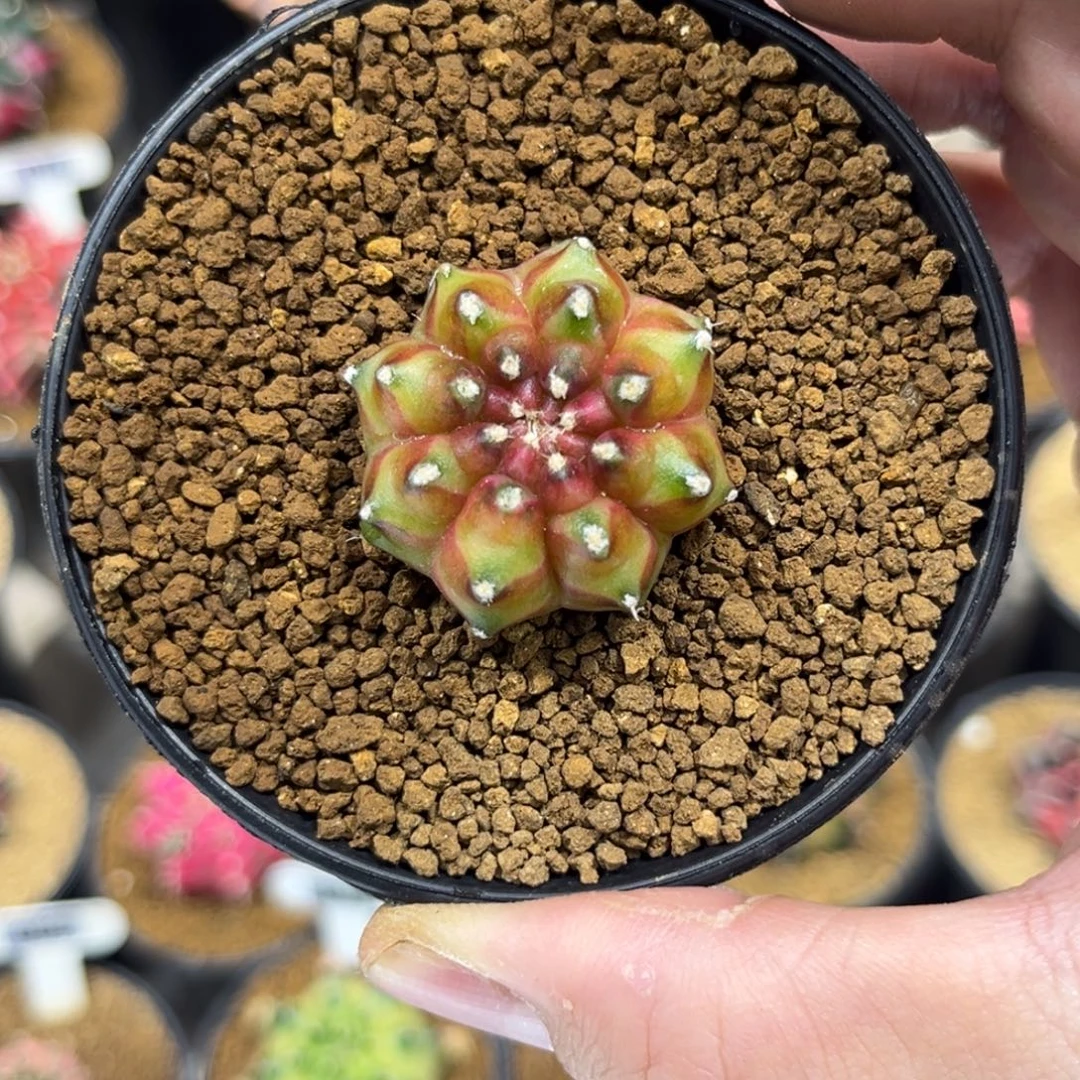 实生根轮回—————————