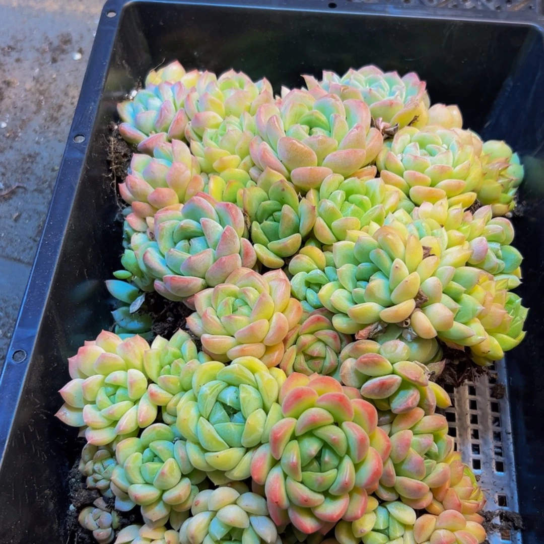 535多肉植物的生长发育规律及