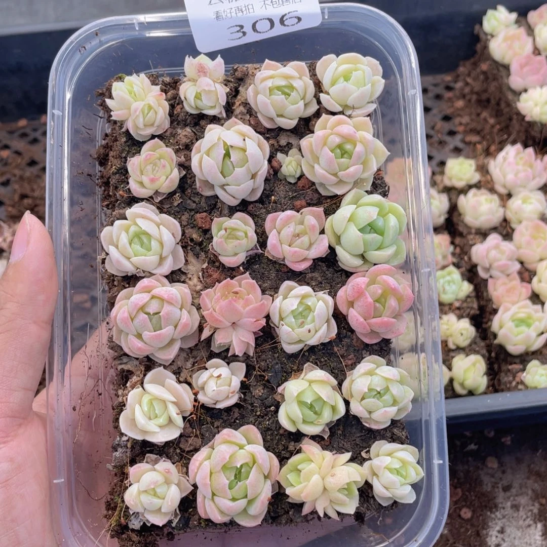 云糖心多肉植物306
