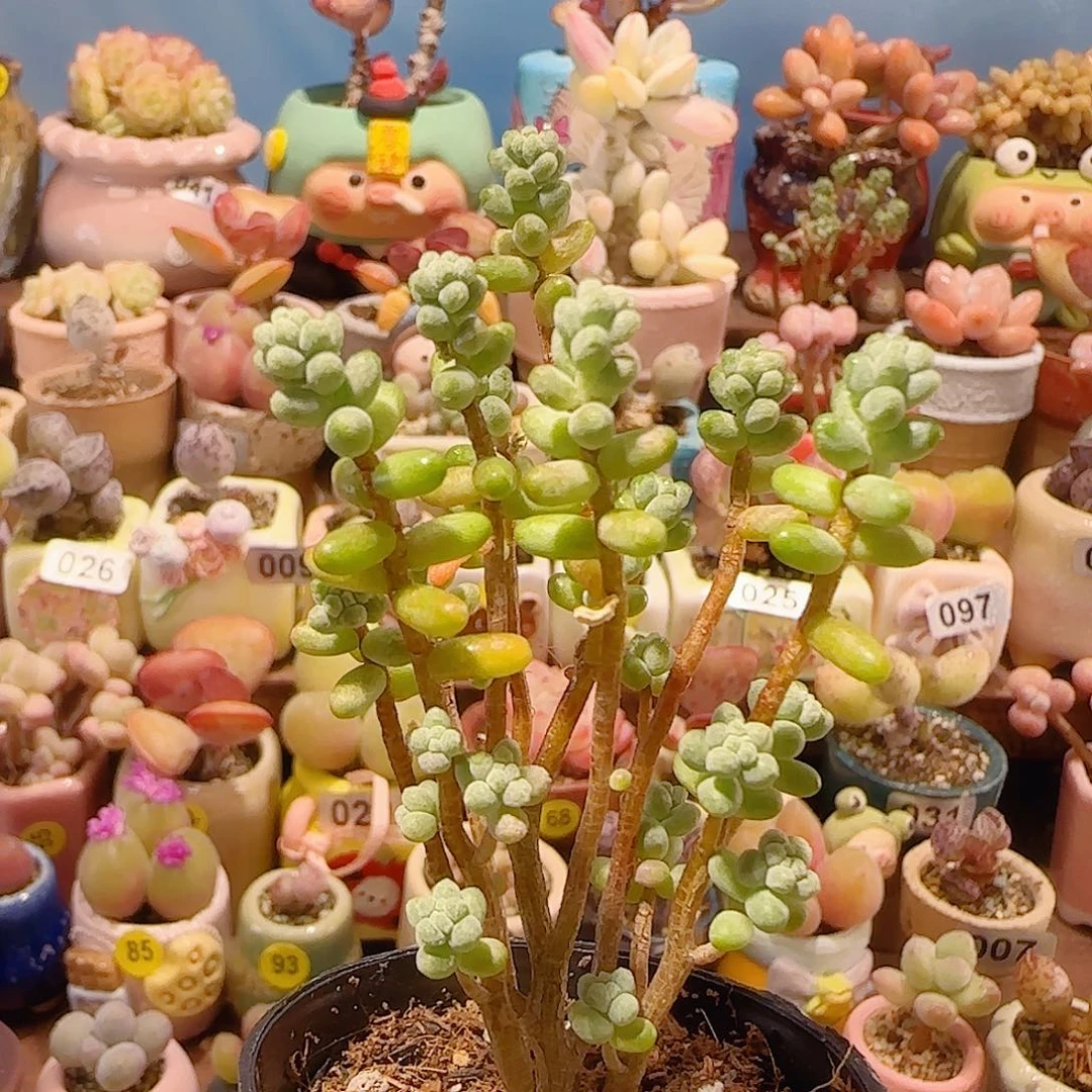 T幸运树盆口3.5cm