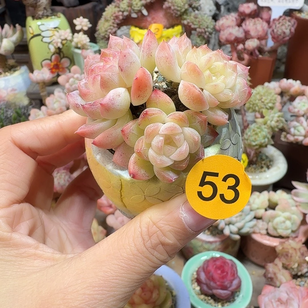 53 多肉含盆土 30元包邮非偏远