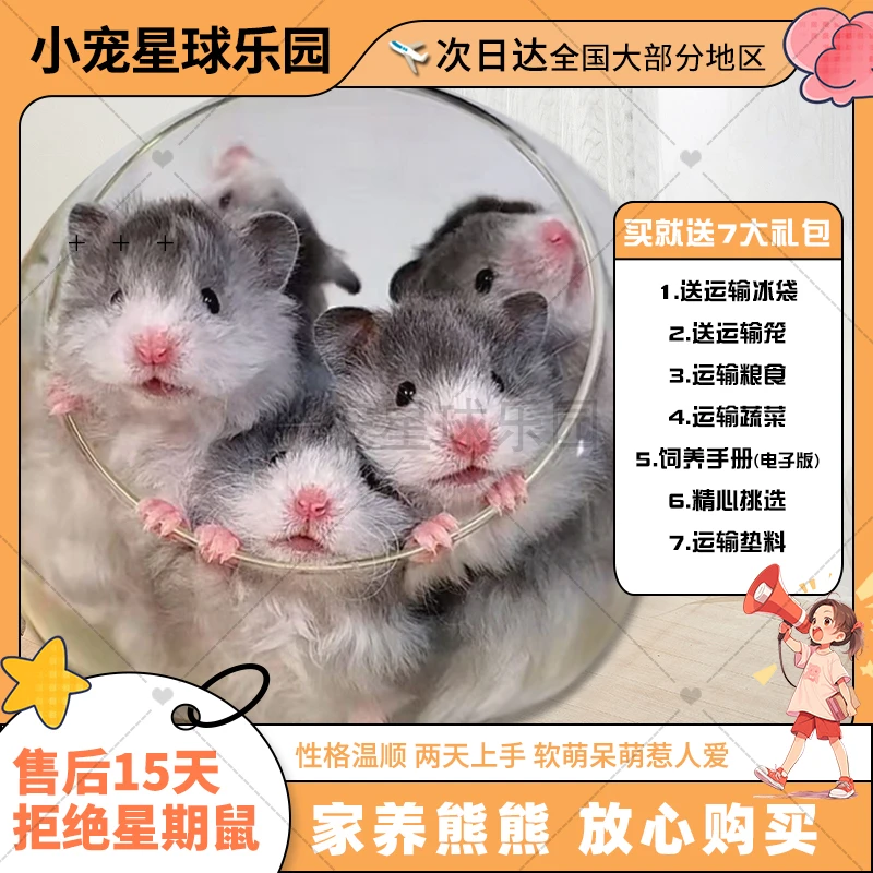 福袋/长毛金丝熊/短毛金丝熊/侏儒鼠/随机发都是健康小宠无售后