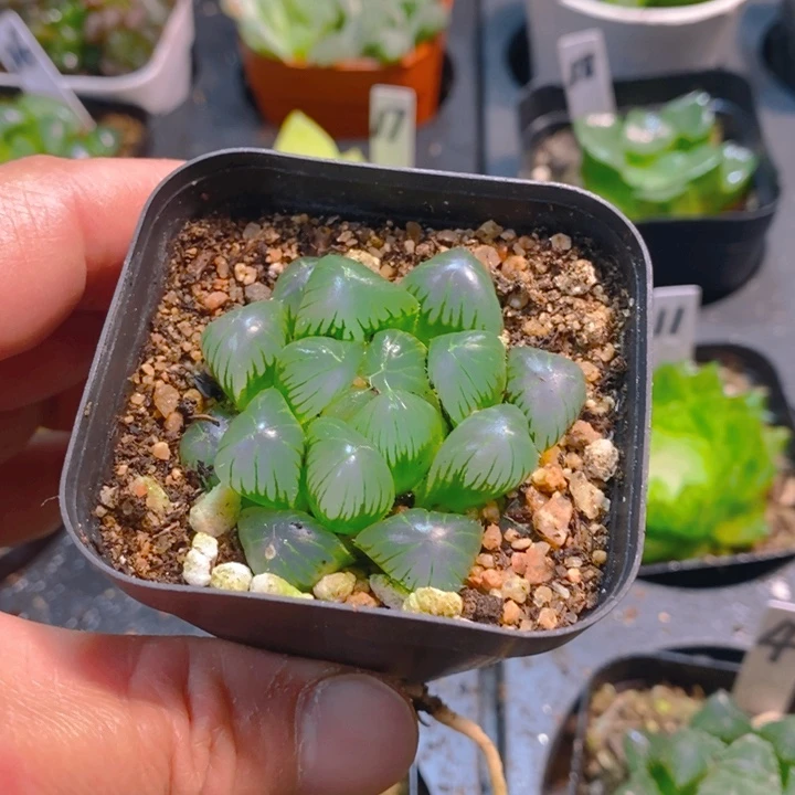 姬玉露多肉植物原盆土