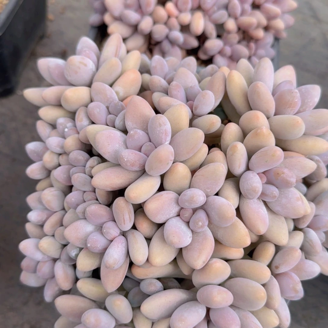 【闪购商品】蜜多利美人99