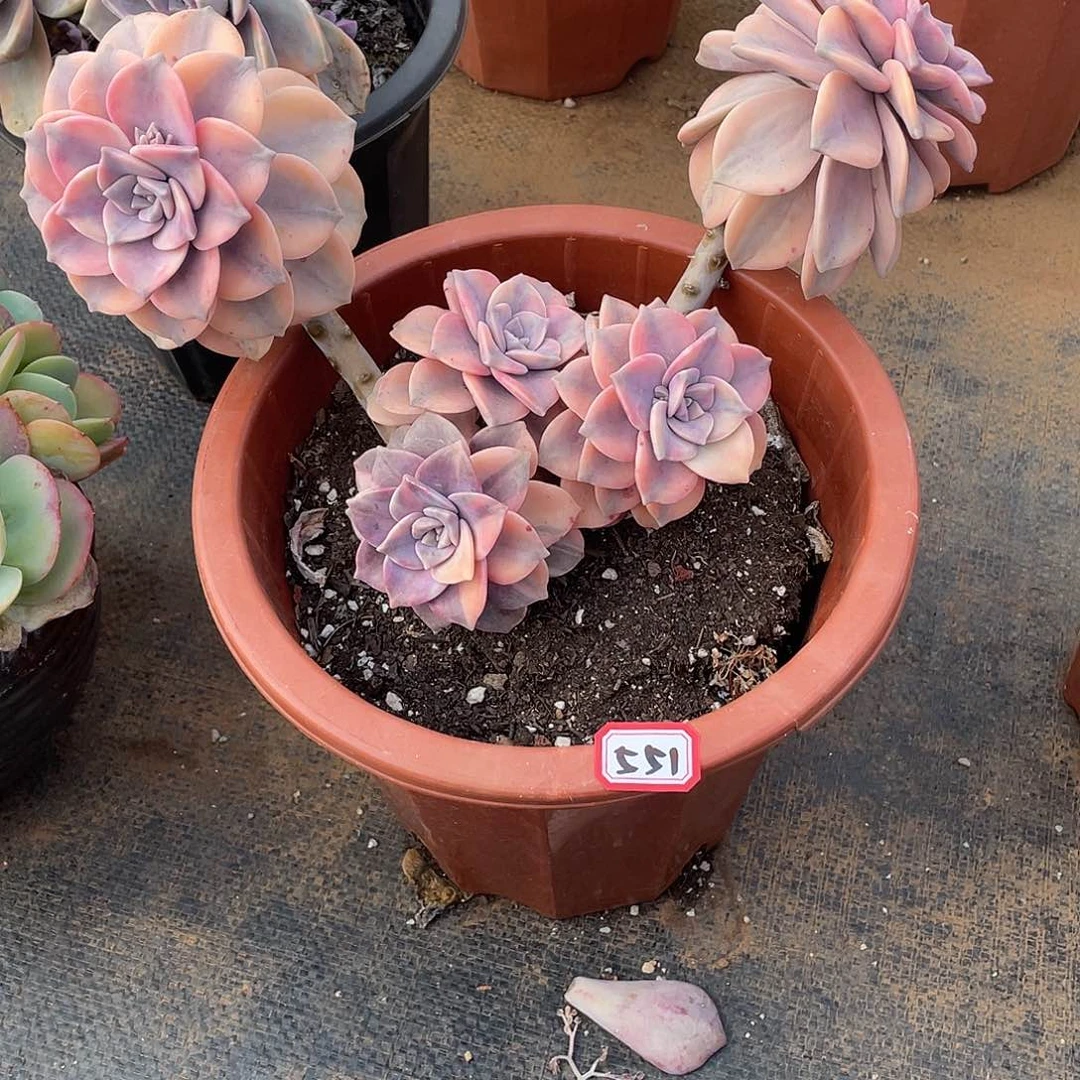 551紫乐锦一物一拍多肉