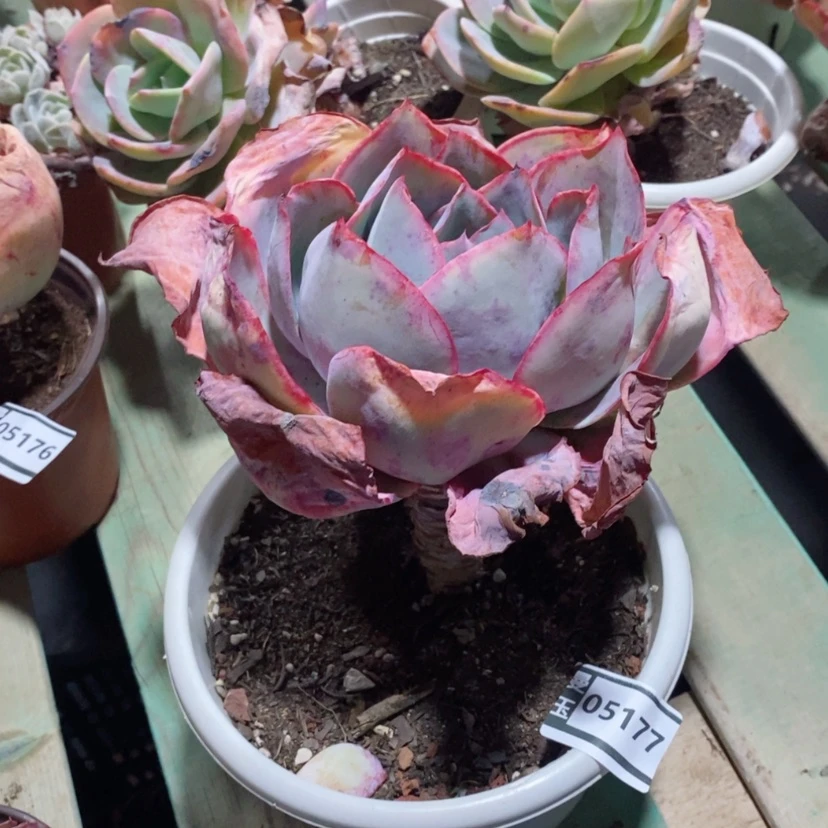 【闪购商品】肯尼迪05177