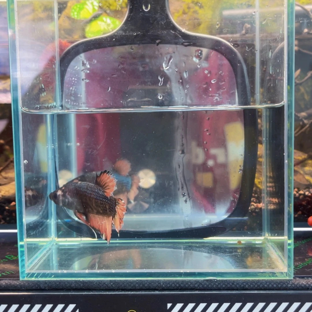 海水泰国斗鱼观赏鱼