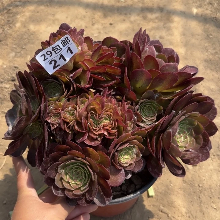 万缀……多肉植物……