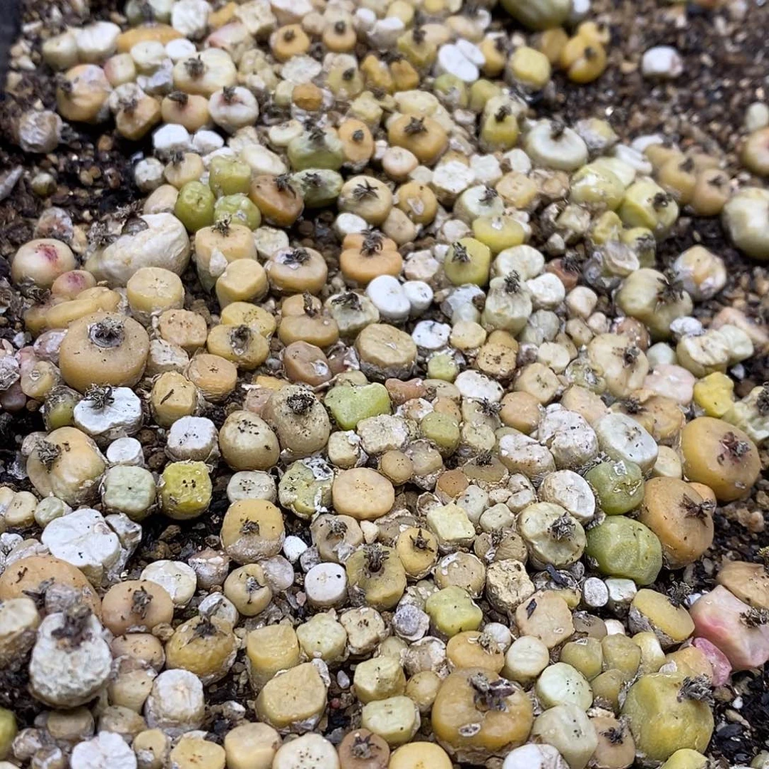 ?****176号多肉多肉多肉多肉