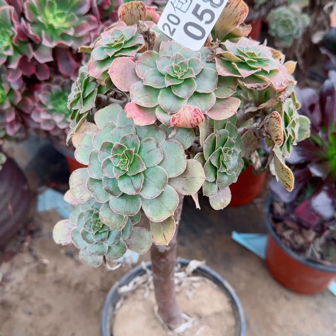 金缕058满20包邮断枝不包