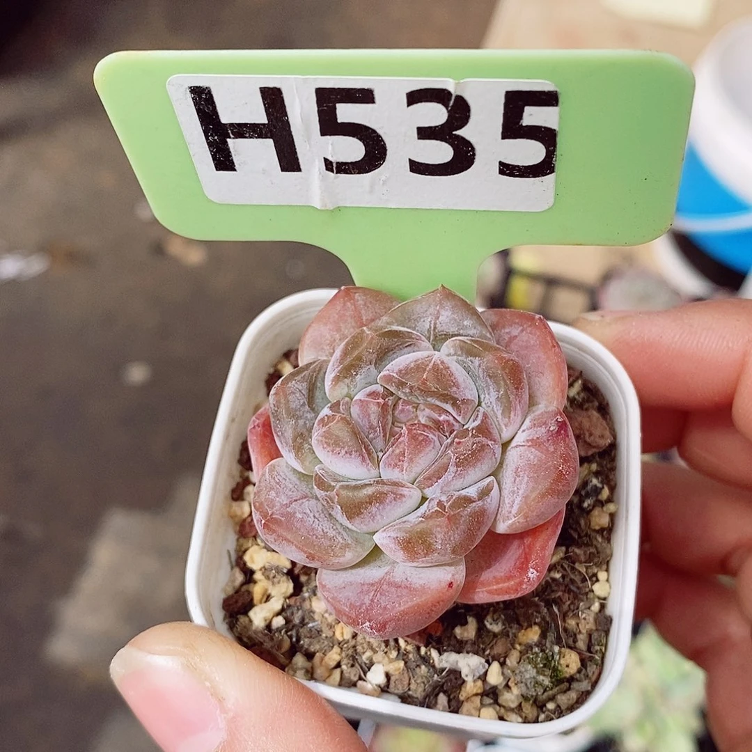 糖心4cm多肉植物