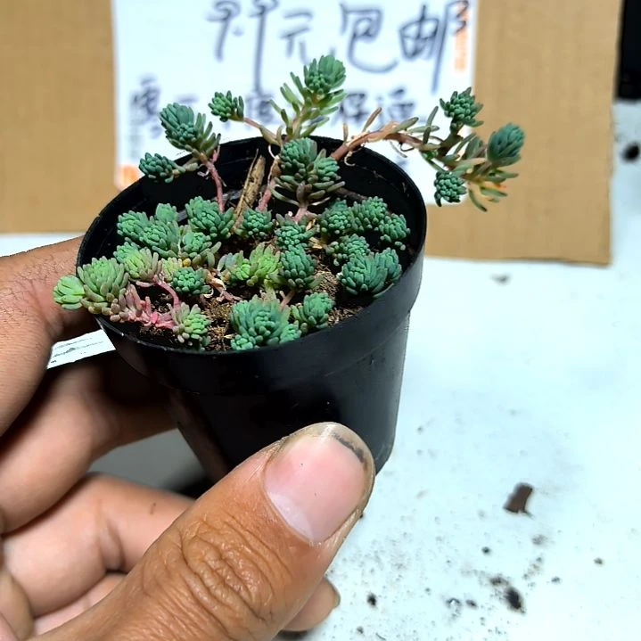 满9元包邮，薄雪草拇指盆