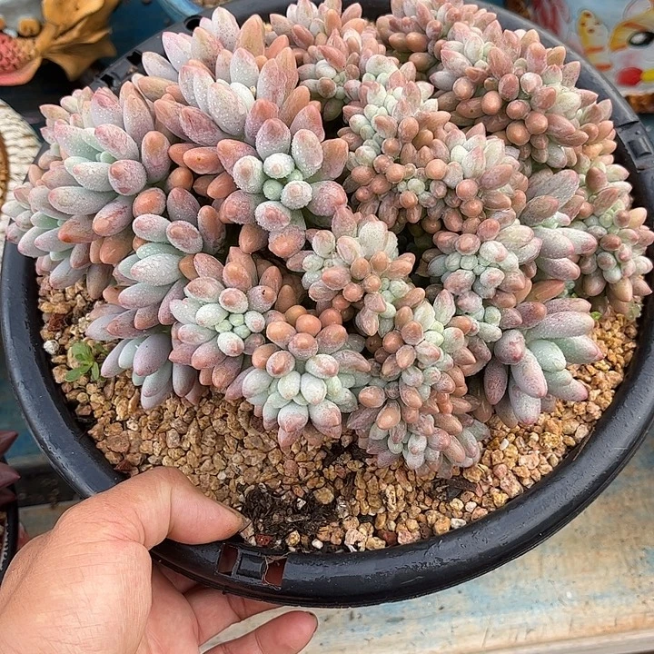 发货多肉植物一物一拍