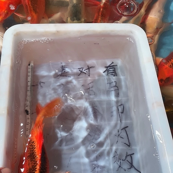 蝴蝶鲤鱼渔场直发25