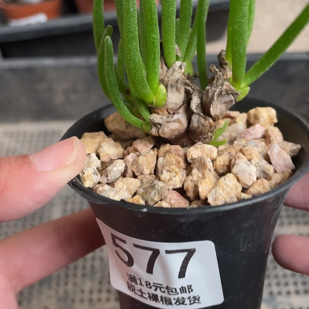 577小兔子老桩仙人球植物