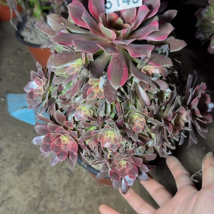 25143蒙娜丽莎多肉植物