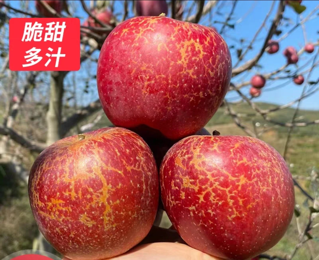 云南昭通冰糖心丑苹果新鲜现摘脆甜多汁营养丰富水果