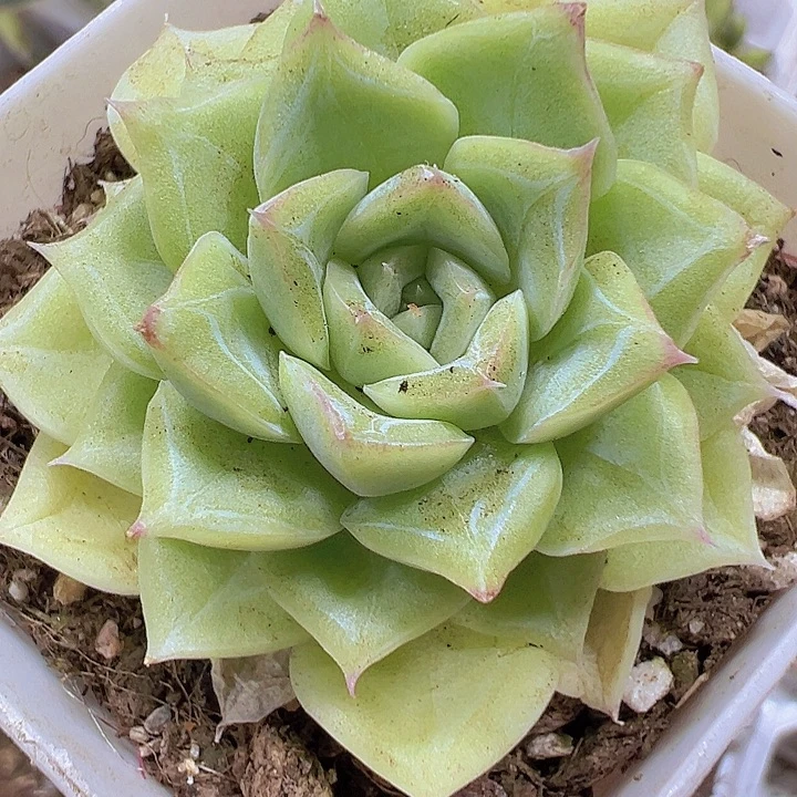 白天鹅单头19包邮多肉植物