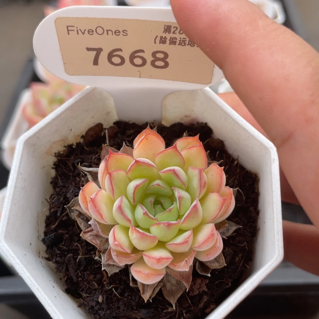 7668梦幻玫瑰4.5厘米
