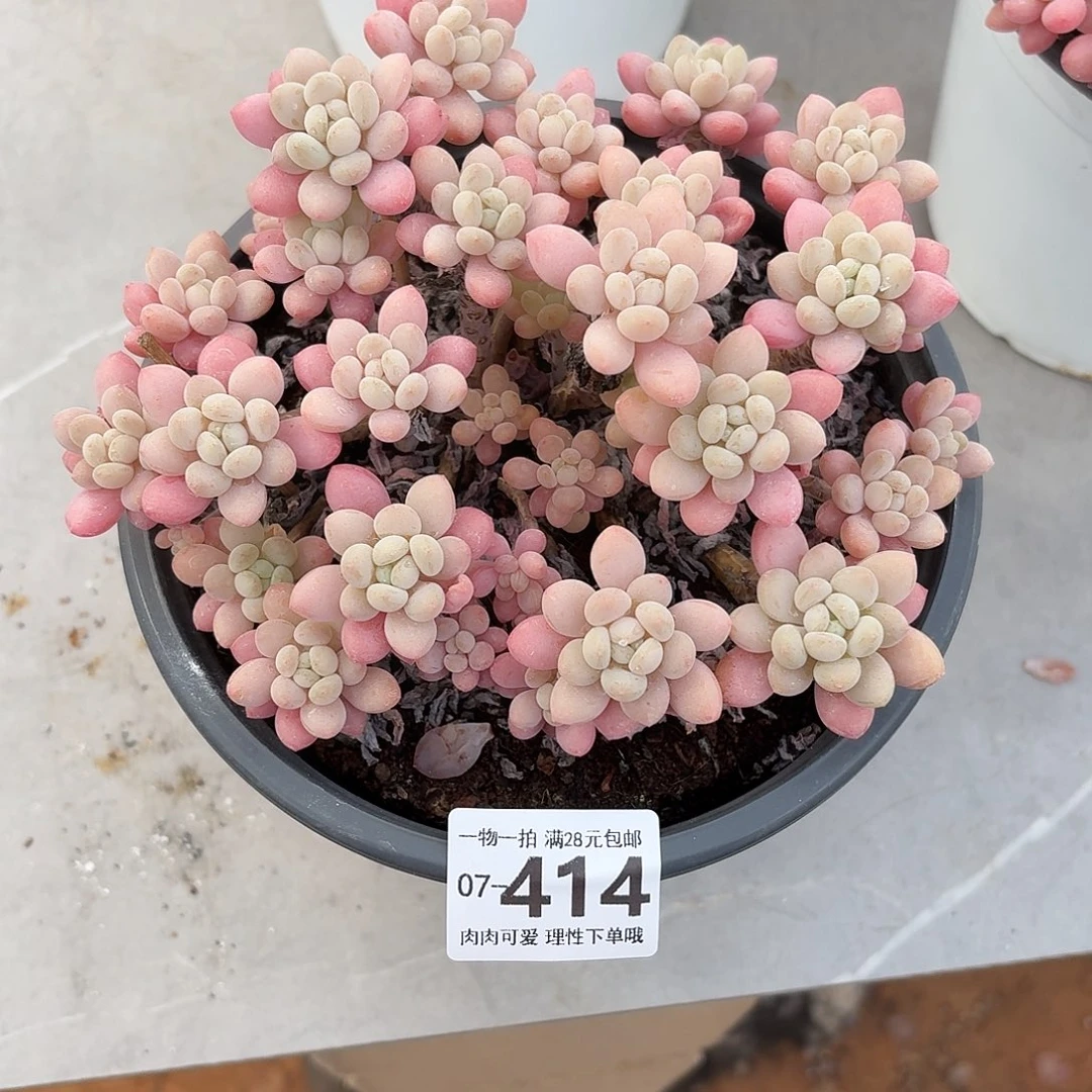 鱼子酱多肉无盆土发货无盆土发货无