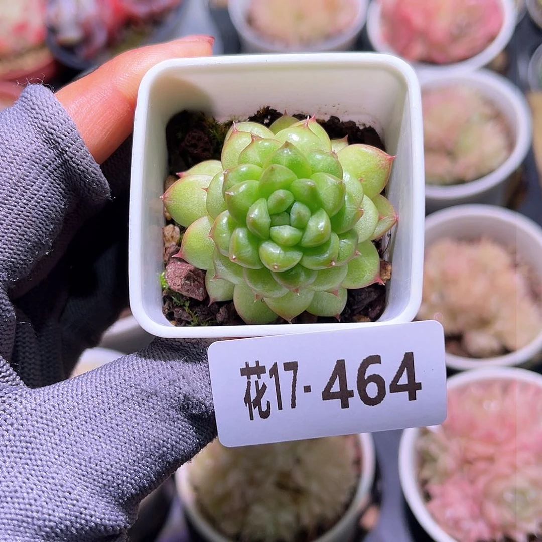 花17-464绿水鬼单头