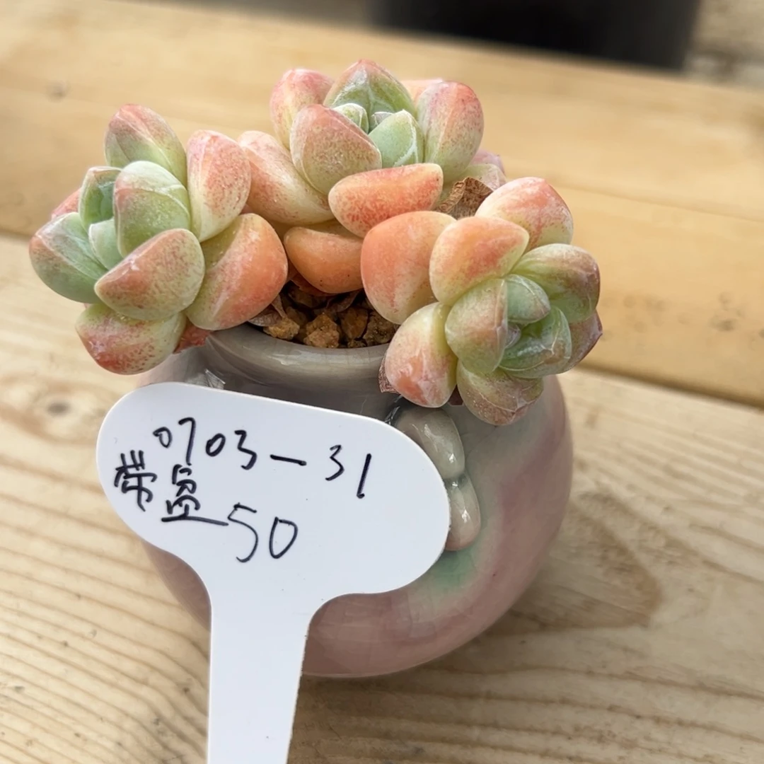 3头精控老桩冰玉带盆