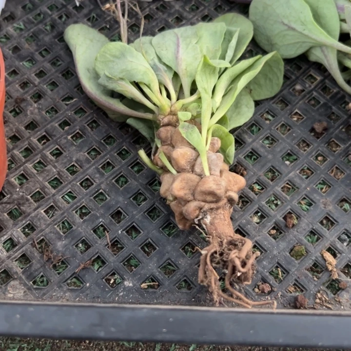 王***蛋蛮鬼塔484，一物一拍