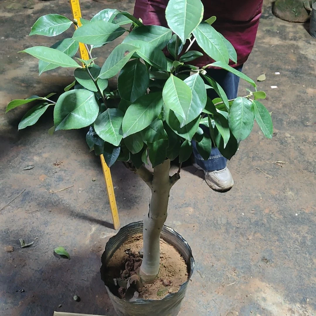 全部花苞朱沙紫袍不包邮