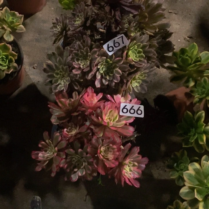 爱**迹667 666 法师2颗