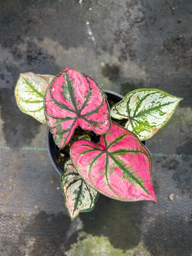 紫霞彩叶芋 深邃紫斑丝绸质感叶桌面C位绿植演绎东方浪漫美学