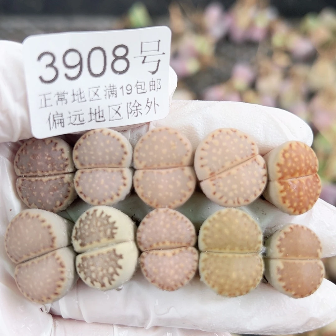 3908 四年饼干10个1.5cm左右
