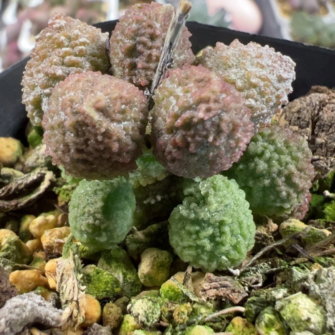 实生新品多肉植物水泡多肉植物水泡