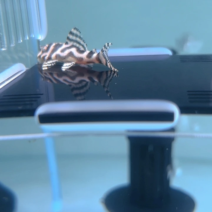 清道夫鱼30-031皇室333一条尺寸4+