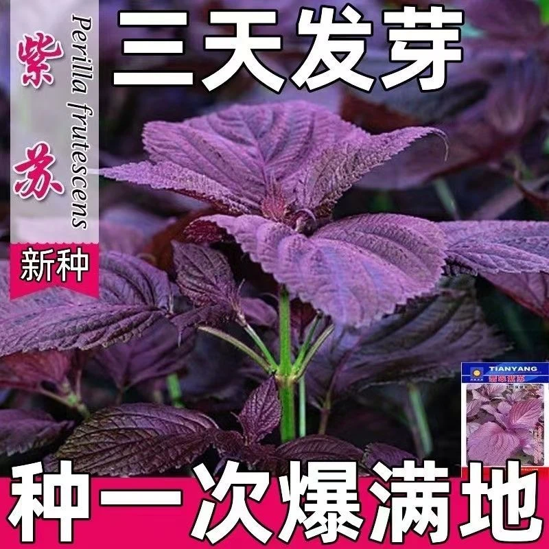 四季可食用紫苏种子紫苏籽种香菜种紫苏盆栽阳台苏子粒种蔬菜种子