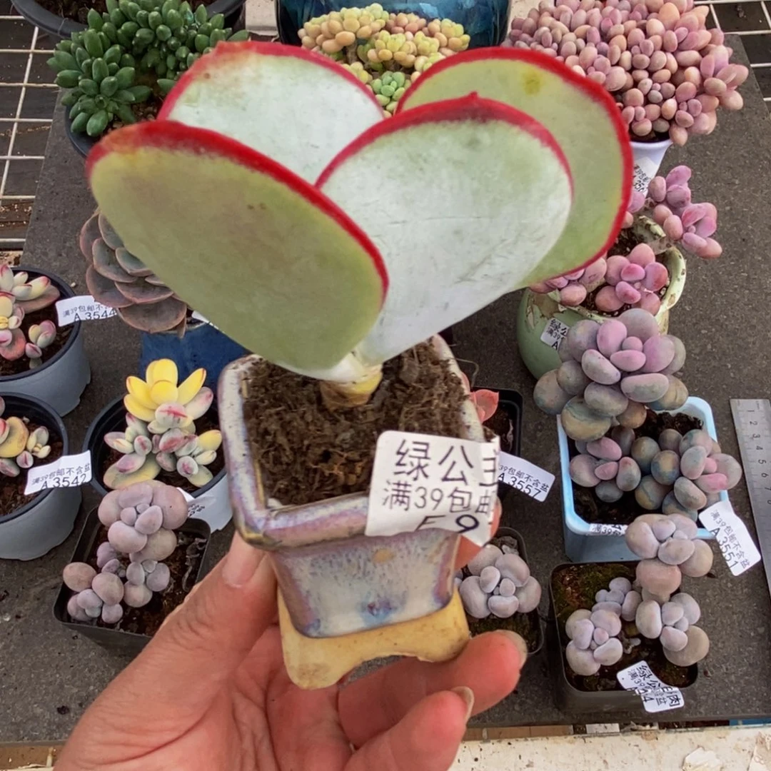 975白眉6cm多肉植物