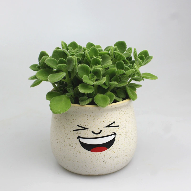 一抹香盆栽碰碰香四季好养水培土培植物散发苹果香室内四季青绿植