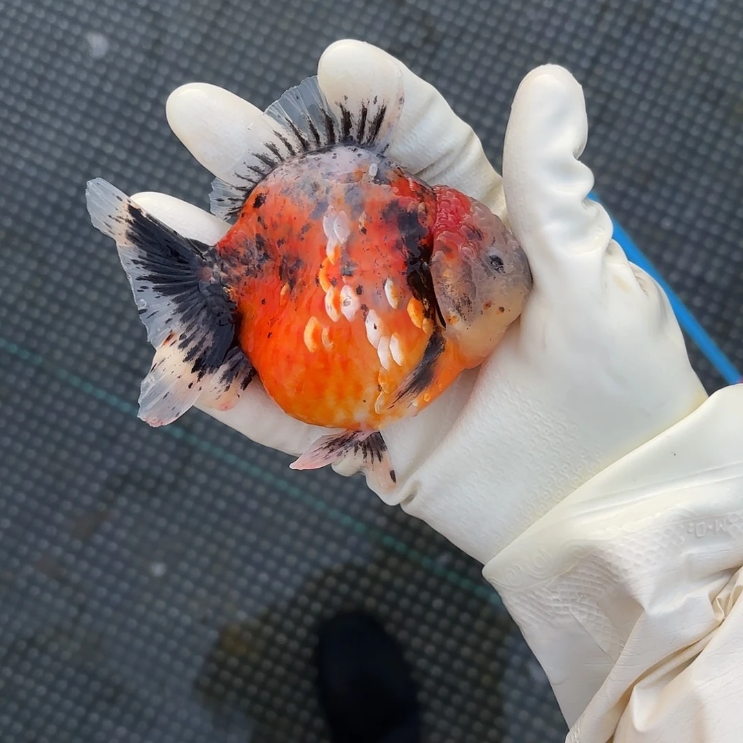 金鱼金鱼45845855558