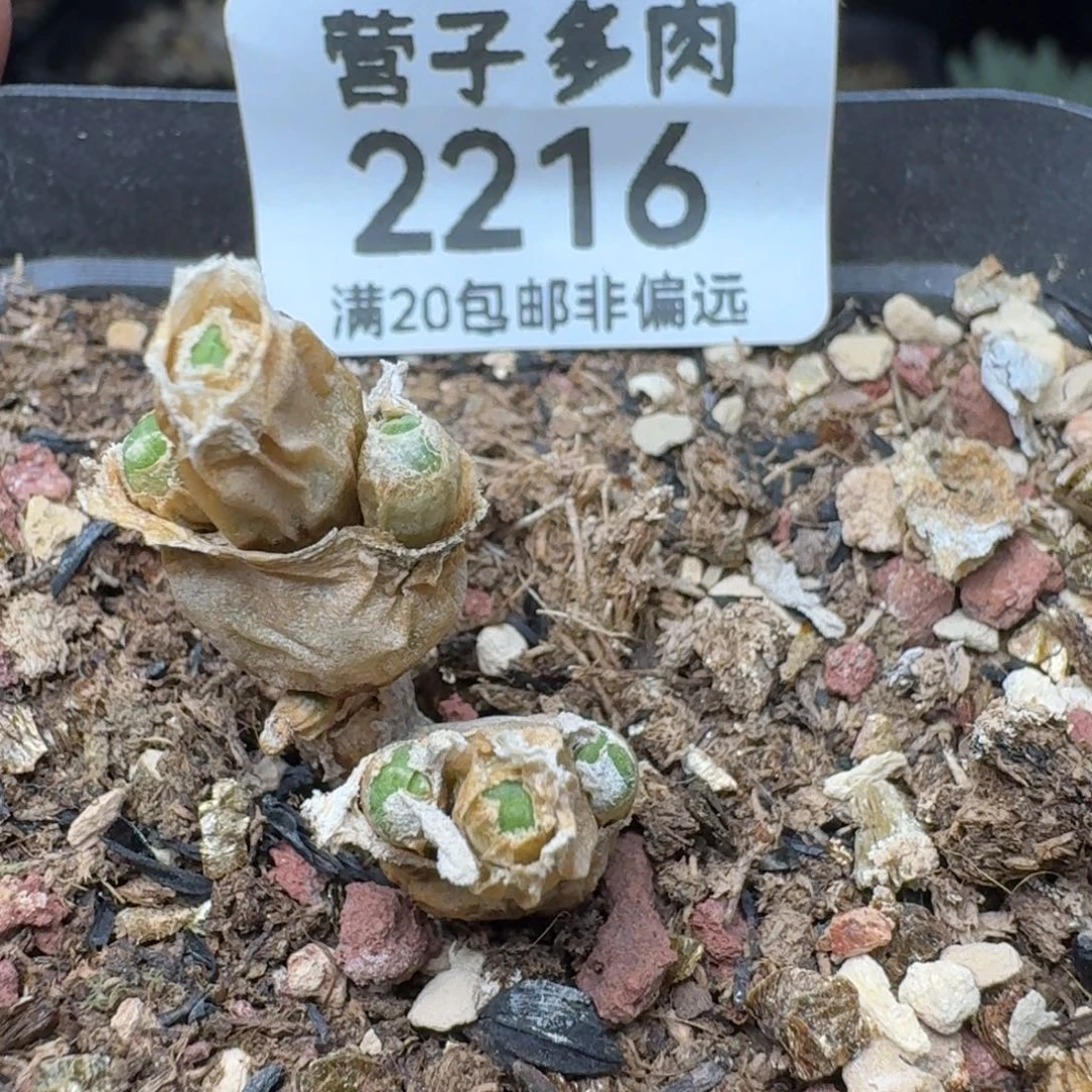碧光环带盆土。