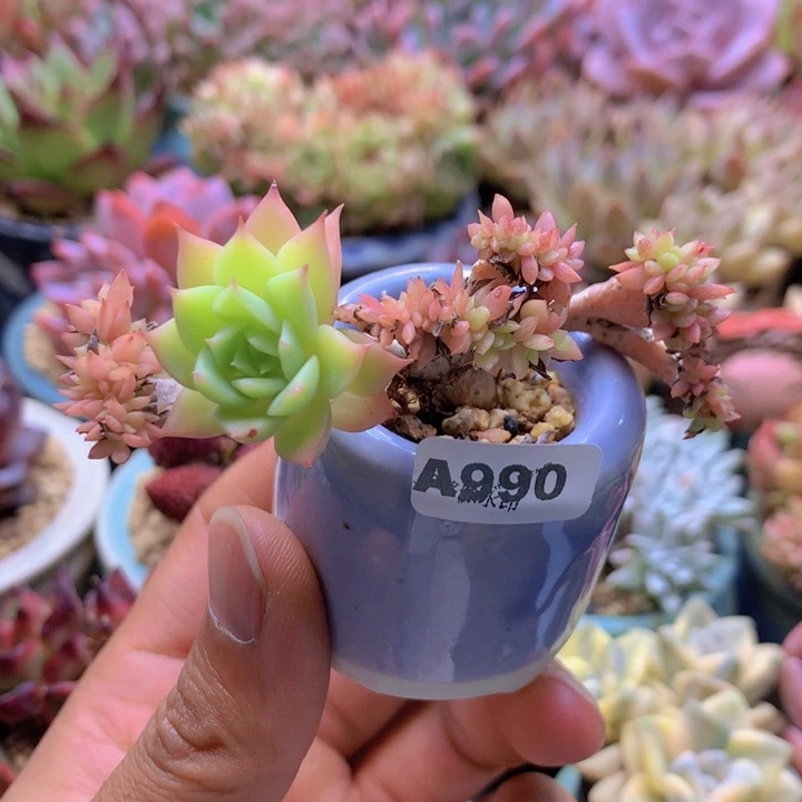 一物一拍含盆土满38包邮A990