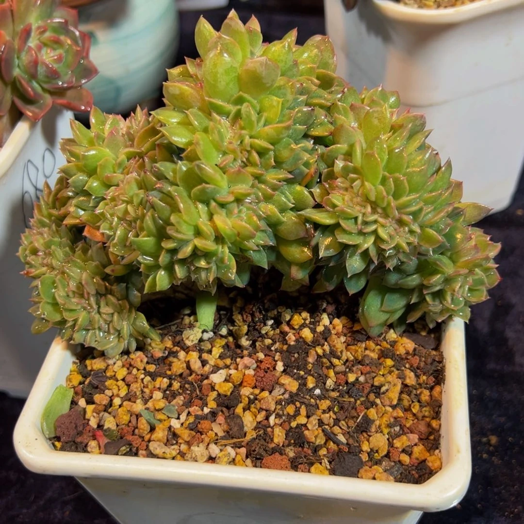 荷花 新年快乐 新年快乐