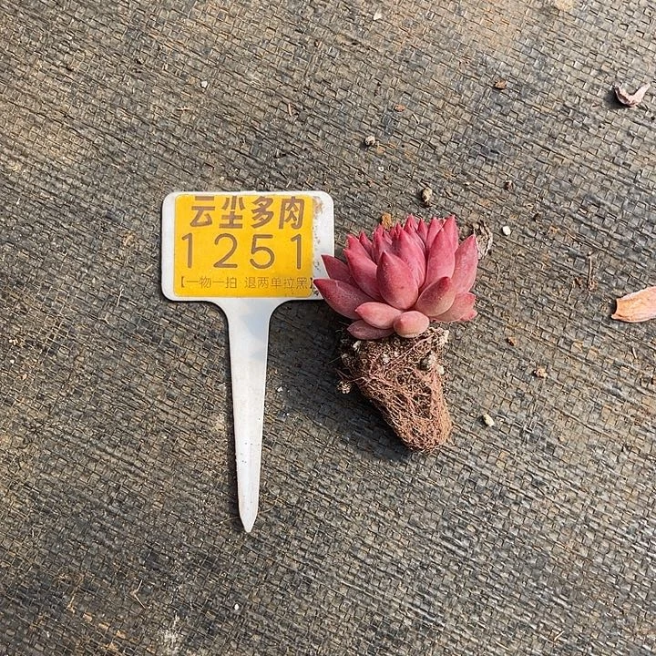 @***寺云尘多肉一物一拍 1251,