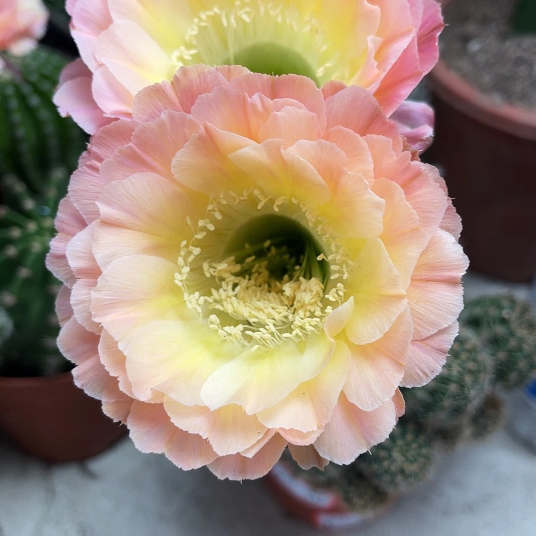 彩草落日侧芽3.5公分左右