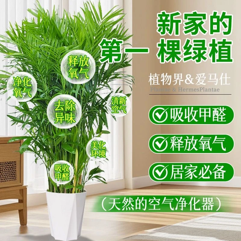 1.2-1.4富贵椰子树绿植室内盆栽四季常青好养活基地直发室内绿植